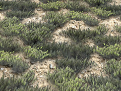 Scrub ground texture