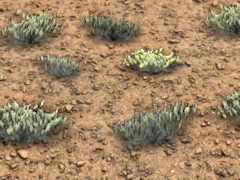 Scrub ground texture