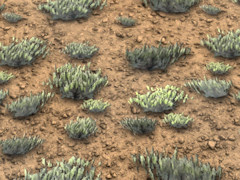 Scrub ground texture