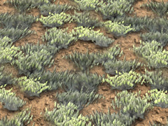 Scrub ground texture