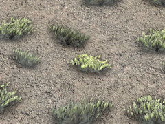 Scrub ground texture