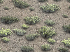 Scrub ground texture