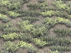 Scrub ground texture