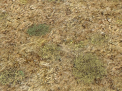 Scrub ground texture