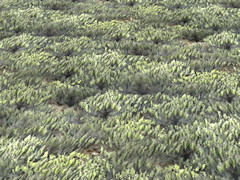 Scrub ground texture