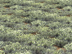 Scrub ground texture