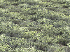 Scrub ground texture