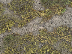 Scrub ground texture